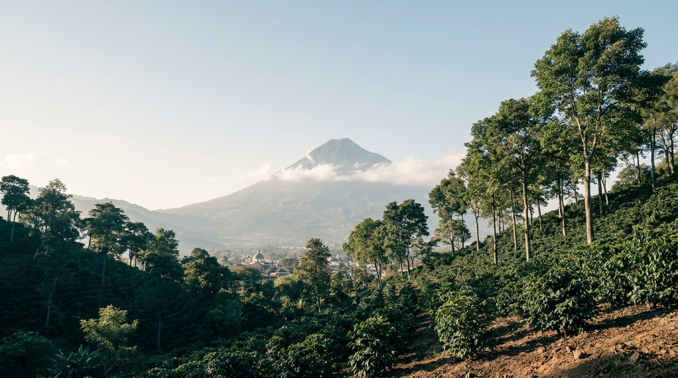 Koffieplantage op een vulkaanhelling in de hooglanden van Guatemala